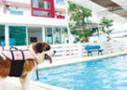 Pool-By-Heart สำหรับสุนัข
