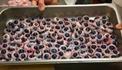 อึ๋ย! เทศกาลกินแปลก เสิร์ฟลูกตาวัว-แมลงสาบ