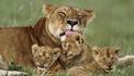 รวมภาพน่ารักๆ ของบรรดาเหล่าคุณแม่