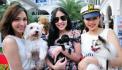 น้องหมาแสนรู้ มาคู่กับเซเลบคนดัง